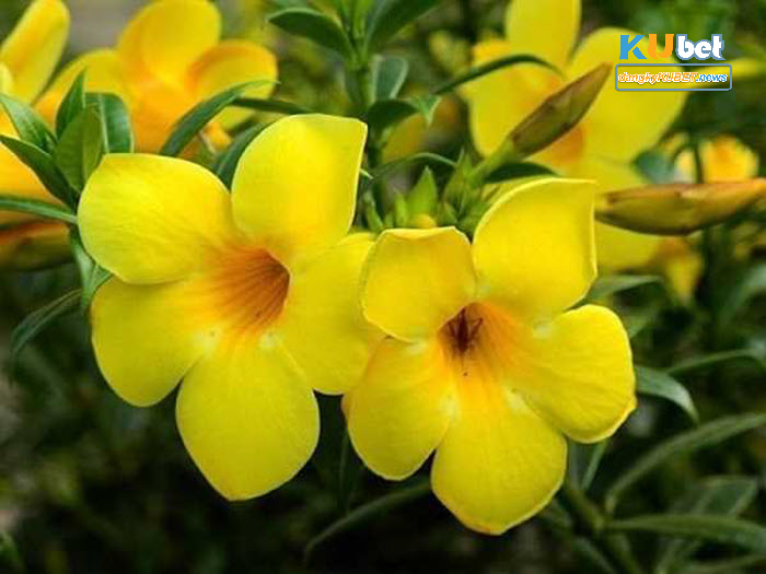 Mơ thấy hoa vàng và các ý nghĩa thường gặp