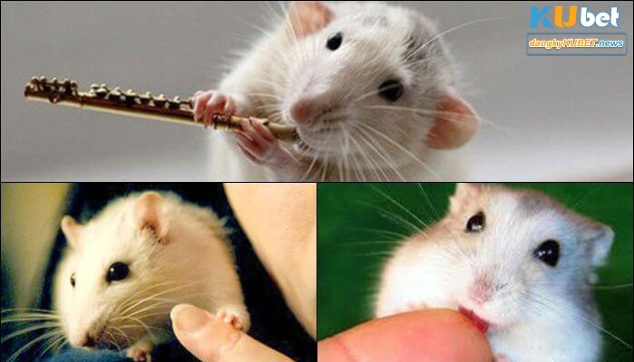 Mơ thấy bản thân bị chuột cắn tay và ý nghĩa