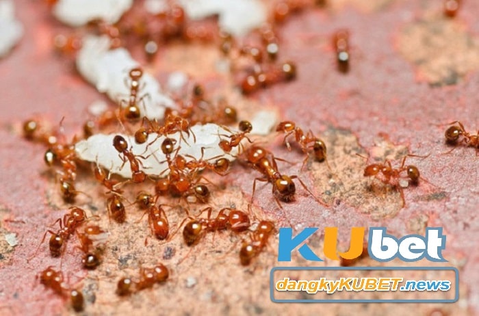 Mơ thấy kiến lửa cắn vào người
